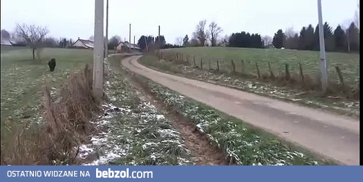 Kuce odganiają dziką świnię od koryta !!!