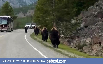 Bizony na drodze