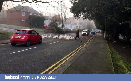Kaczki i gęsi radośnie wybiegły na drogę