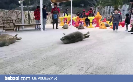 Foki biegną do wodopoju