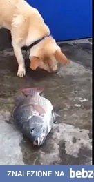 Dobry ziomek pies próbuje ratować rybę