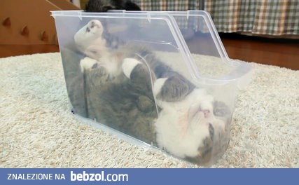 Kot relaksujący się w plastikowym pudełku