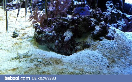 Tymczasem w akwarium 