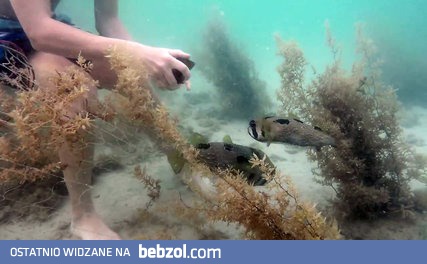 Pomaganie rybie, która zaplątała się w sieci