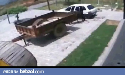 Jak ciapaty kradnie krowę