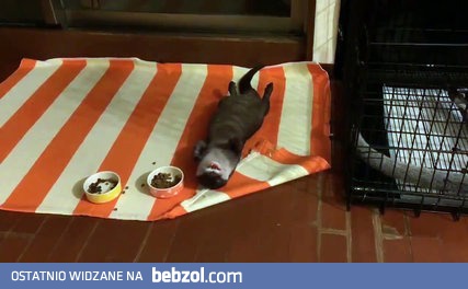 Wydra jedząca na leżąco...