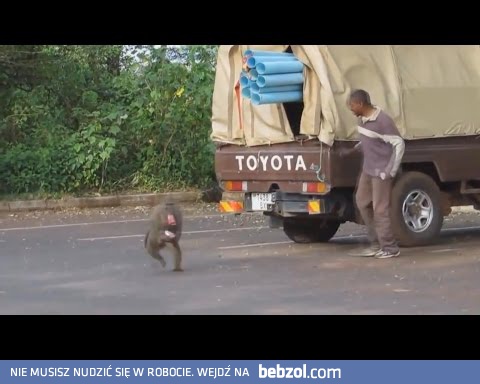 Małpy okradają samochód