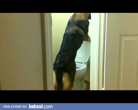 Pies który nauczył się używać toalety