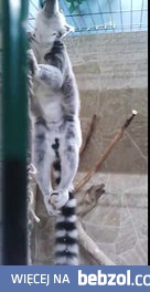 Lemur wyje