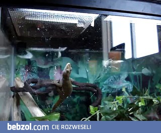 Gekon z niesamowitymi zdolnościami