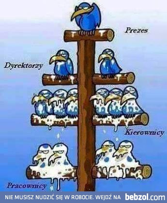 Hierarchia