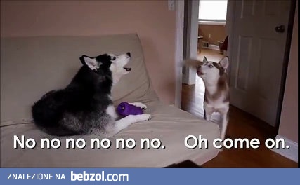 Takie tam rozmówki dwóch Husky