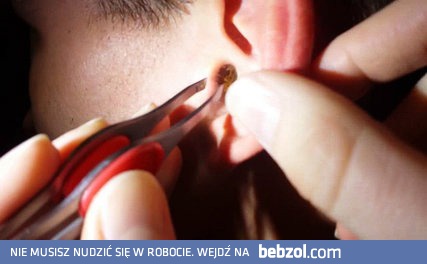 Producent miodu i swiec pszczelich