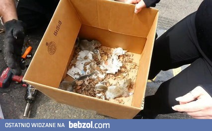 Samochodowe nadkole i jego nietypowy domownik