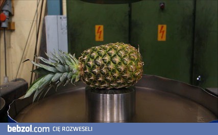 prasa hydrauliczna vs owoce