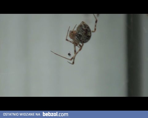 Aaaaaa, pająk!