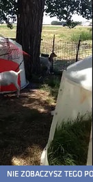 Koza wchodzi po płocie, żeby zjeść listki