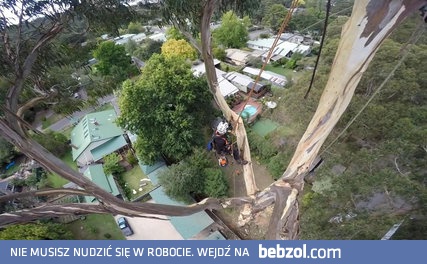 Ścinanie 40-metrowego drzewa