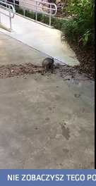 Pancernik zbiera gałęzie