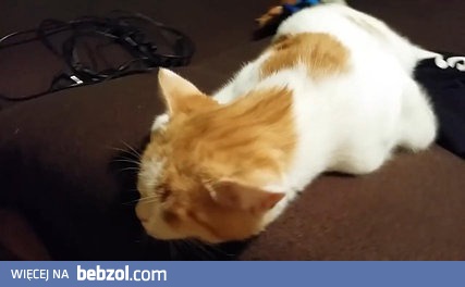 Co tam człowiek? Ja sobie śpię