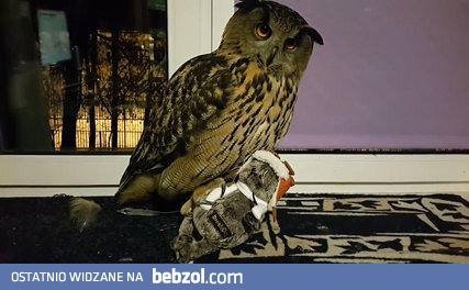 Gdy próbujesz zabrać sowie jej kota