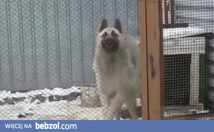 Pies tańczy lepiej ode mnie