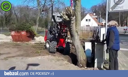 Dawaj Janusz wyrwiemy to drzewo!