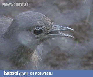 Ptak który imituje dźwięki...