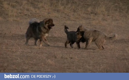 Owczarki kaukaskie wypasają owce w górach Gruzji