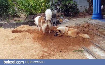 Pies zakopuje swojego przyjaciela