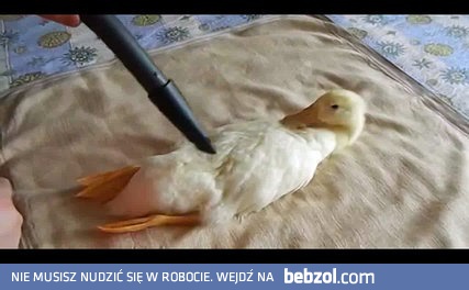 Kaczka w domowym spa: sesja z odkurzaczem