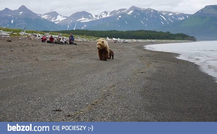 Turyści spotykają mamę misia i jej młode