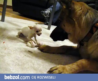Chihuahua i owczarek niemiecki walczą o kość