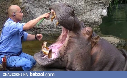 Jak poprawnie dbać o zęby hipopotama.