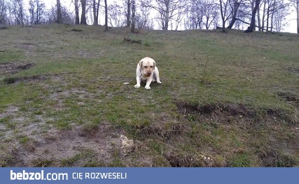 Labrador - ta niedobra grawitacja