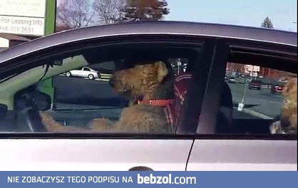 Psia rodzina trąbi klaksonem w samochodzie