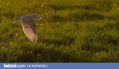 Mechanika lotu płomykówki zwyczajnej