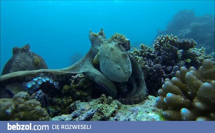 Ośmiornica kontra ośmiornica