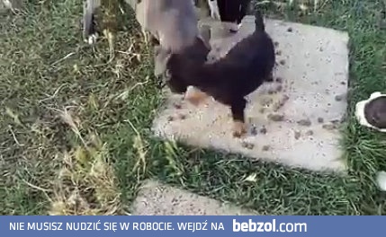 Od małego twardziel