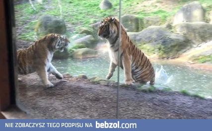 Gdy tygrys podchodzi do tygrysicy z okresem