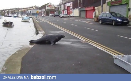 Żebrząca foka wychodzi na ulicę
