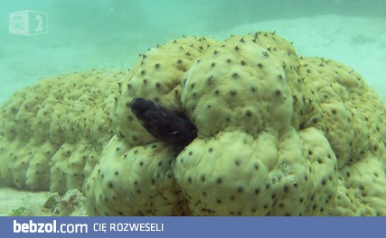 Bardzo ciekawa kryjówka pewnej ryby