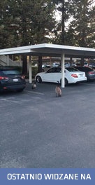 Lekcja skakania ze znacznej wysokości