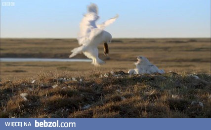 Sowa oddalająca zagrożenie od swoich młodych