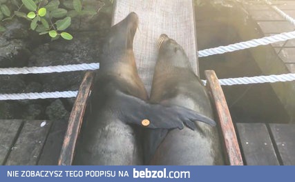 Uchatki wylegują się na leżakach.