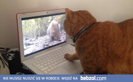 Zwierzęta vs nowoczesne technologie