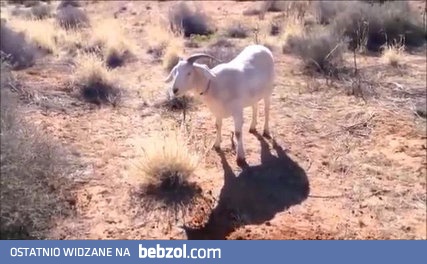 Najbardziej australijski filmik w internecie