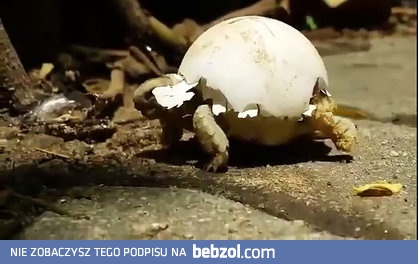 Żółwik z dodatkową skorupką