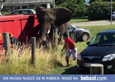 Rozwścieczony słoń atakuje samochód