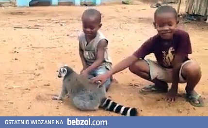 Małe człowieki na usługach wielkiego Króla Juliana 